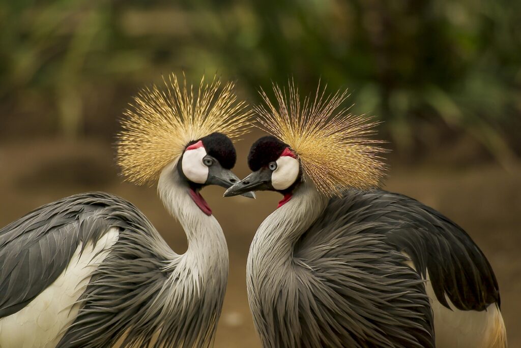 2 Grey and Black Birds