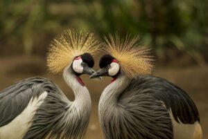 2 Grey and Black Birds