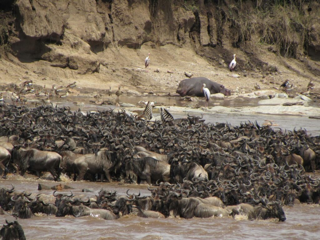 Animals on the Water