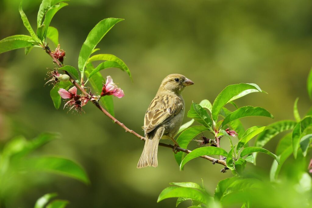 Gray Small Bird on Green Leaves