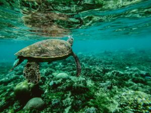 Photo of a Turtle Swimming Underwater