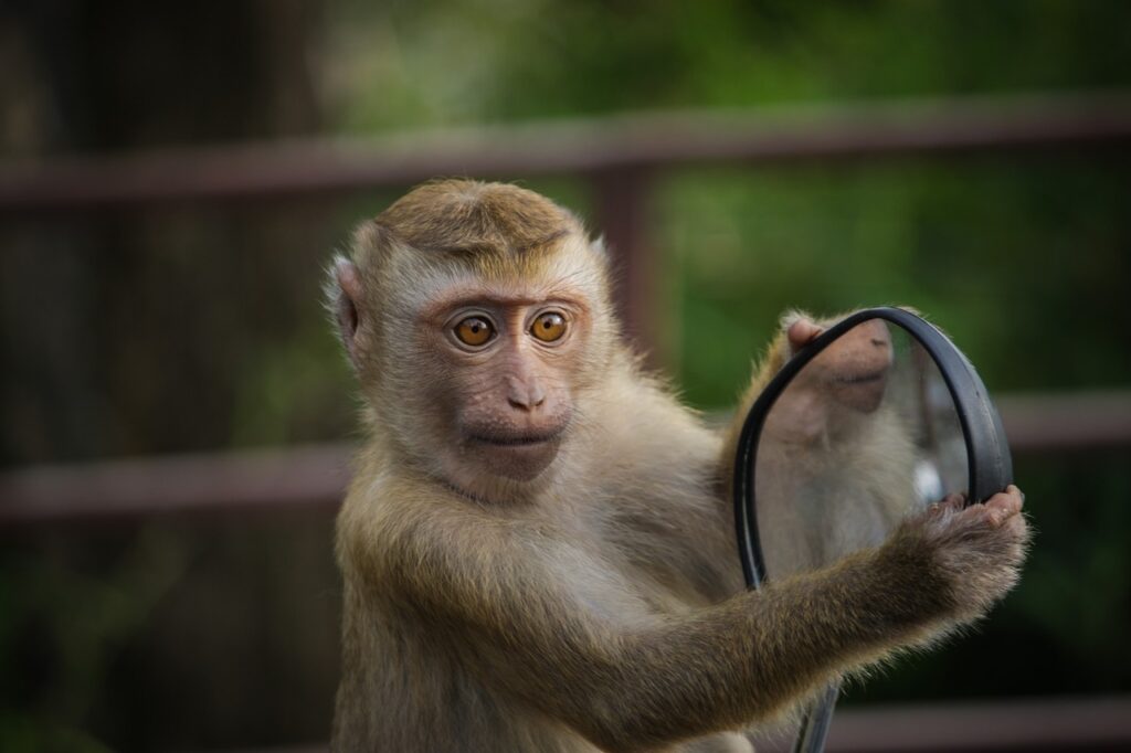 monkey, mirror, mirroring