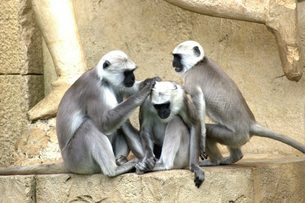 Captivating image of three gray langurs engaging in social grooming on a rocky surface.