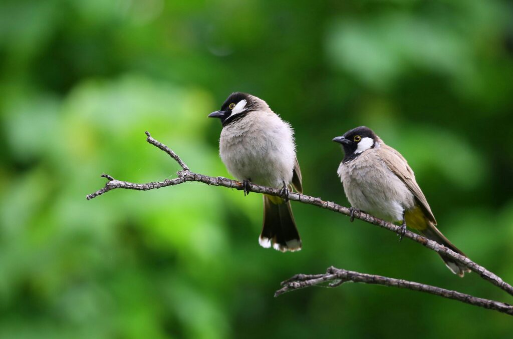 Two White-Eared Bulbuls perched on a branch against a lush green background.