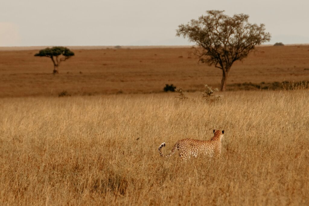 Cheetah roaming the vast Serengeti grasslands under a tranquil sky.