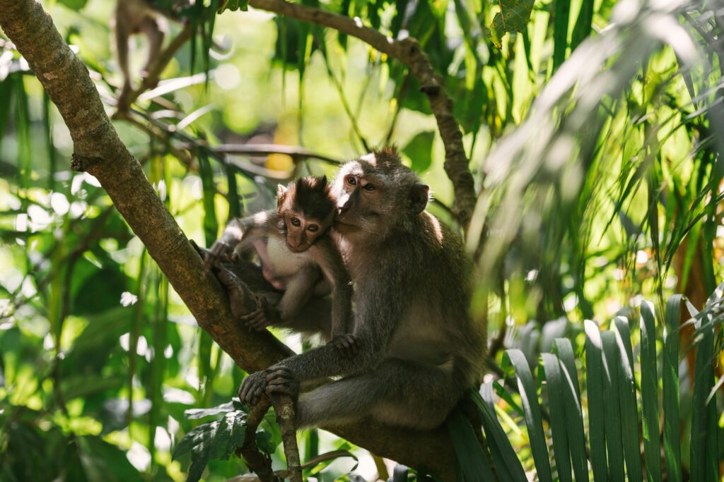 Tender moment of a mother and baby monkey sitting on a branch in a vibrant jungle.