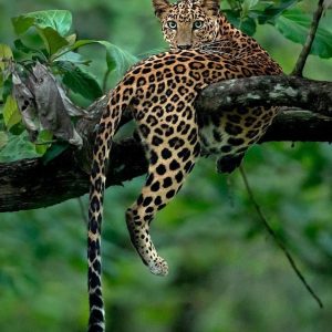 leopard, nature, forest